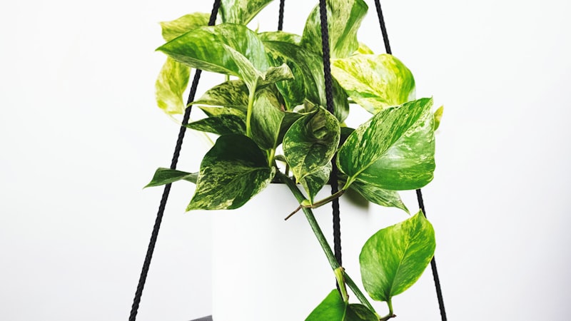 欧洲冠军联赛决赛盛况及夺冠庆祝